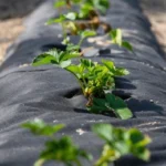 strawberry-plantation-under-mulch-foil-260nw-2307455947